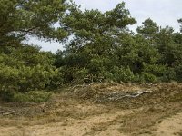 NL, Limburg, Weert, Weerter en Budeler Bergen 8, habitat Nachtzwaluw, Saxifraga-Jan van der Straaten